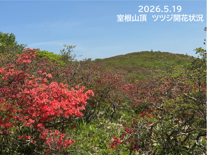 2026.5.19ツツジ開花状況