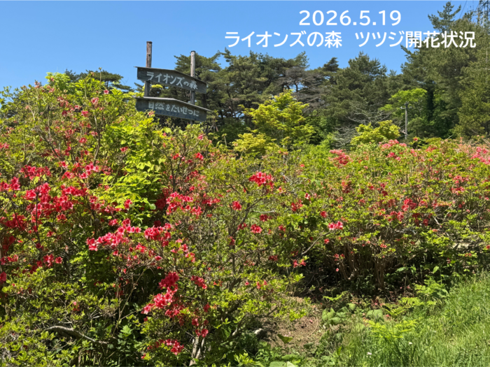 2026.5.19ツツジ開花状況