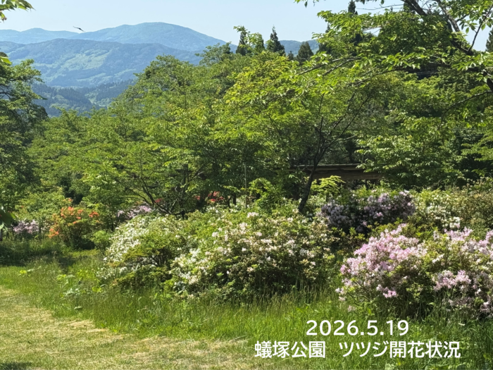 2026.5.19ツツジ開花状況