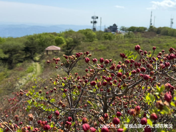 室根山つつじ開花状況