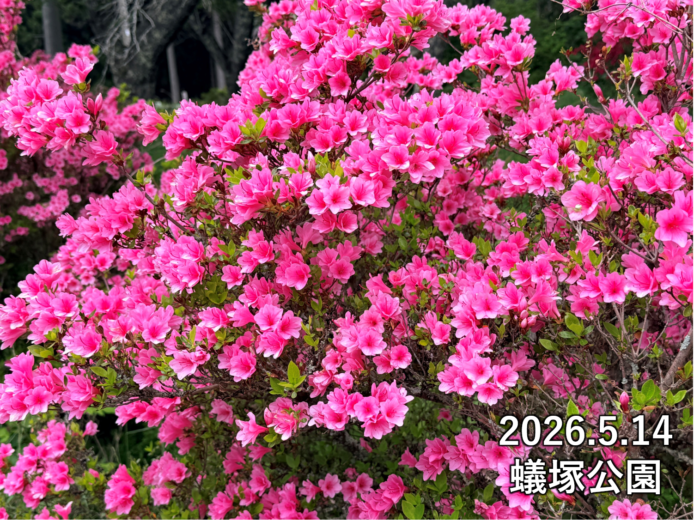 ツツジの写真