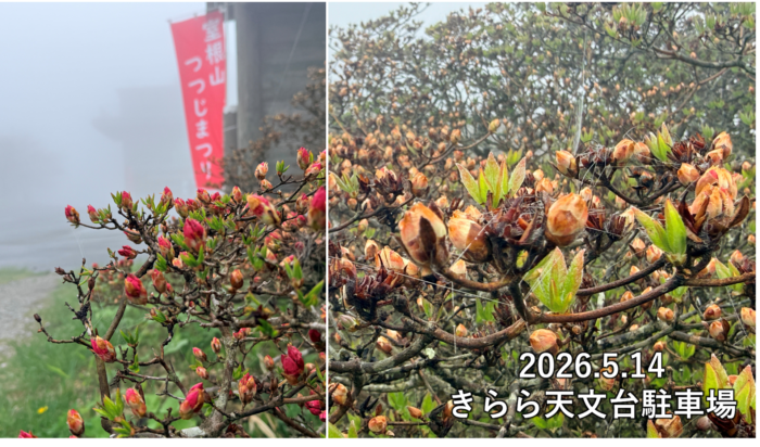 ツツジ開花状況の写真