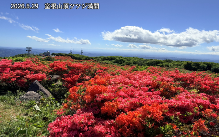 室根山ツツジ