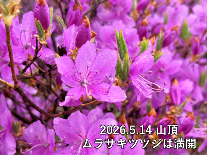 ムラサキツツジの写真