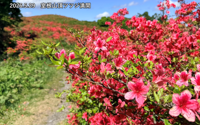 室根山ツツジ